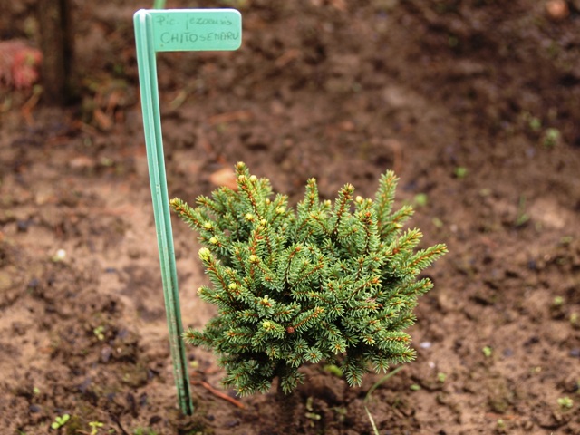 Picea jezoensis 'Chitosemaru'