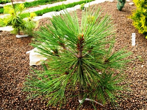 Pinus jeffreyi 'Joppi'