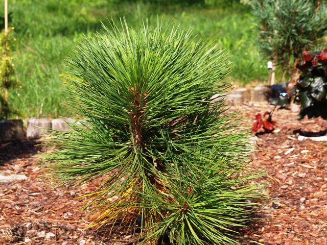 Pinus jeffreyi 'Joppi'