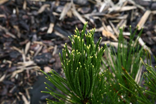 Pinus heldreichii 'Aureospicata'