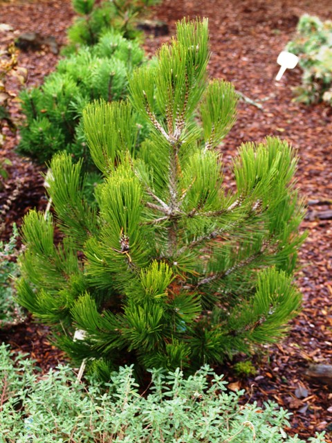 Pinus heldreichii 'Green Brush'