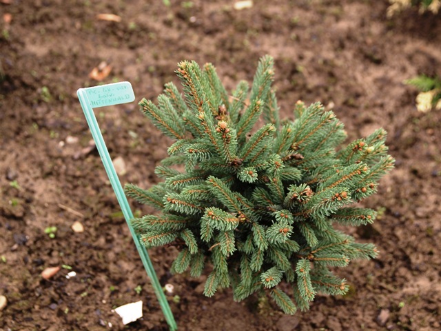 Picea likiangensis 'Mittenwald'