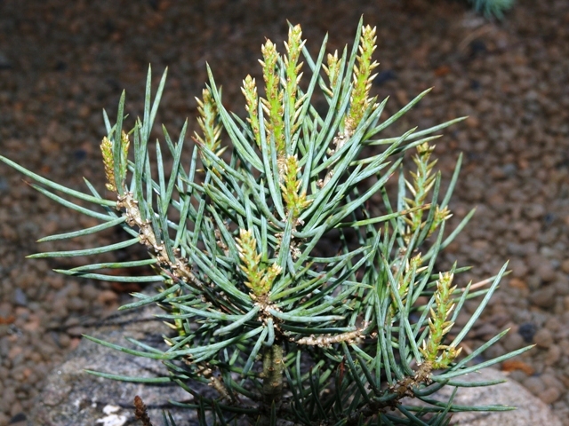 Pinus monophylla 'Tioga Pass'