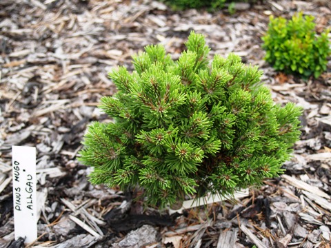 Pinus mugo 'Allgäu'