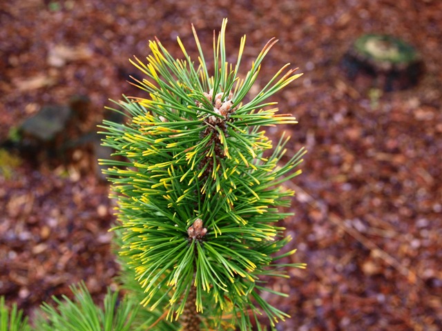 Pinus mugo 'Alpenzwerg'