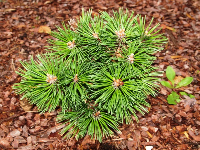 Pinus mugo 'Austreim'
