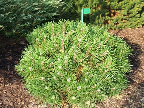 Pinus mugo 'Benjamin'