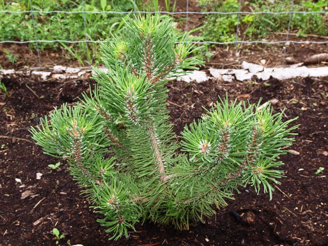 Pinus mugo 'Bochnik'