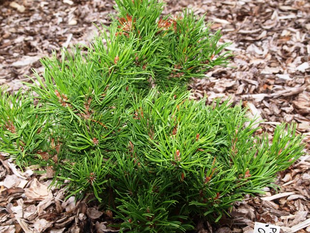 Pinus mugo 'Contorta'