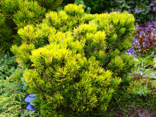Pinus mugo 'Dezember Gold'