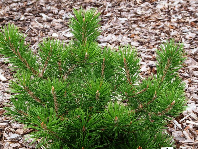 Pinus mugo 'Filip's Crown Yewel'
