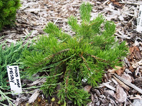 Pinus mugo 'Frisby'