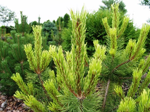 Pinus mugo 'Frühlingsgold'