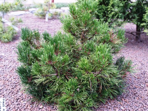 Pinus mugo 'Globosa'
