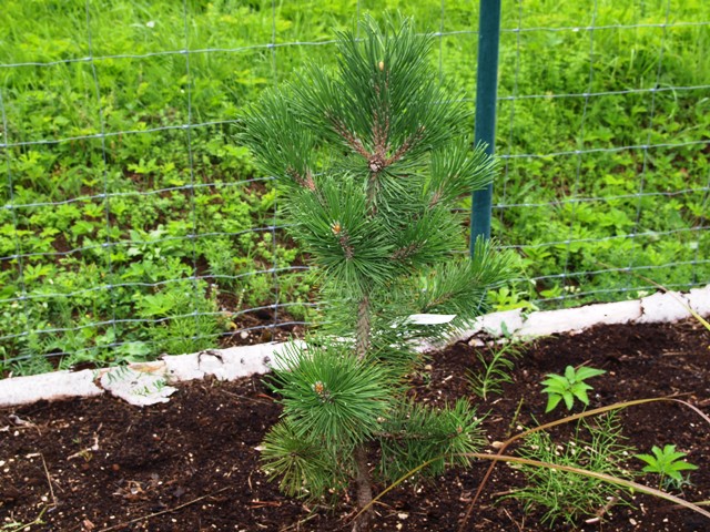 Pinus mugo 'Gnom Column'