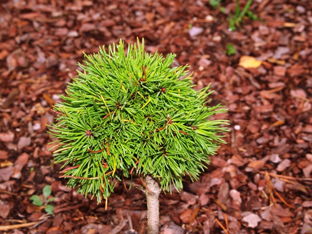 Pinus mugo 'Groš'