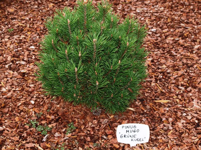 Pinus mugo 'Grüne Kugel'
