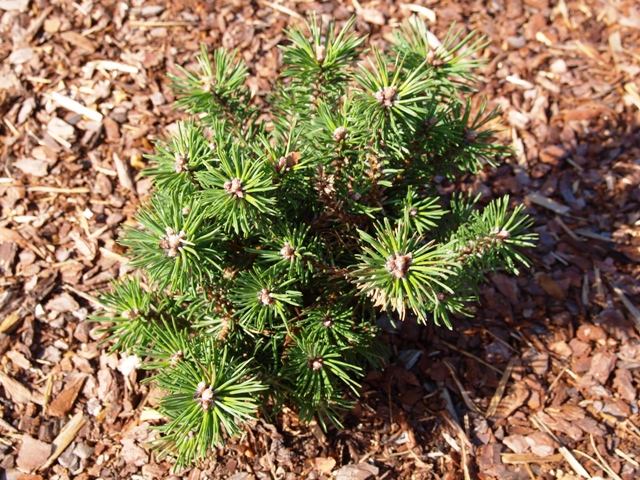 Pinus mugo 'Heinis Triumph'