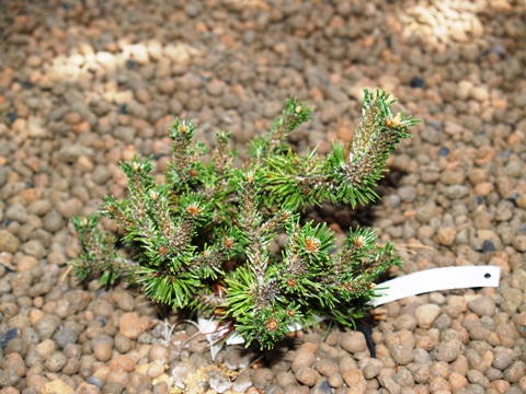 Pinus mugo 'Hexe'