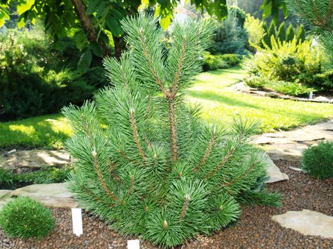 Pinus mugo 'Humpitz'