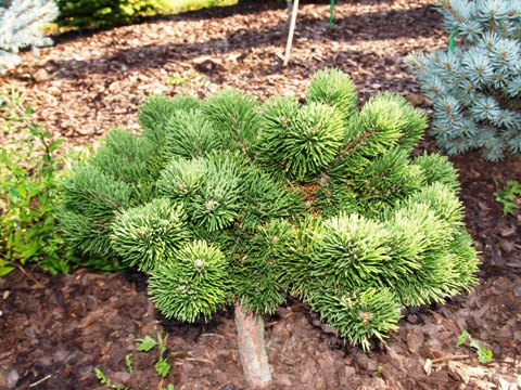 Pinus mugo 'Jakobsen'