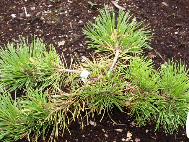 Pinus mugo 'Jalubi'