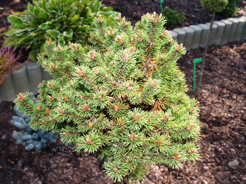 Pinus mugo 'Kalouš'