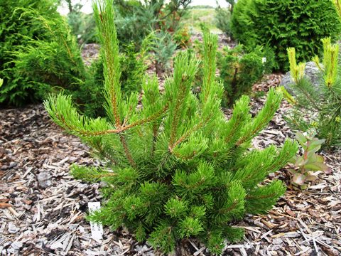 Pinus mugo 'Klostergrün'