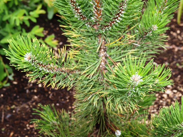 Pinus mugo 'Kokarde'