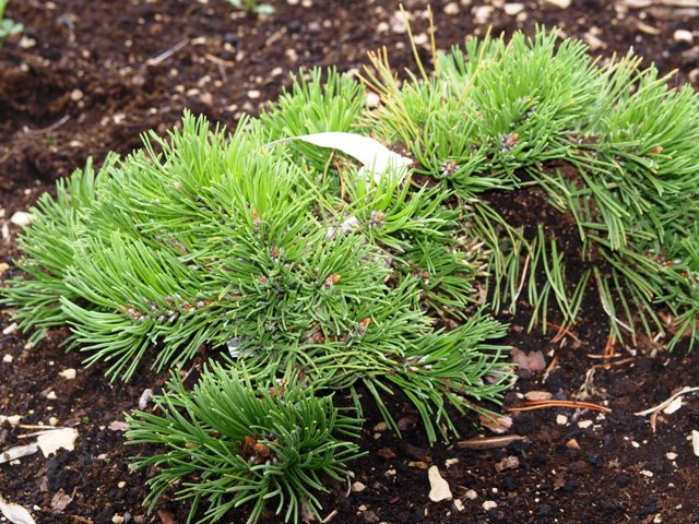 Pinus mugo 'Krauskopf'