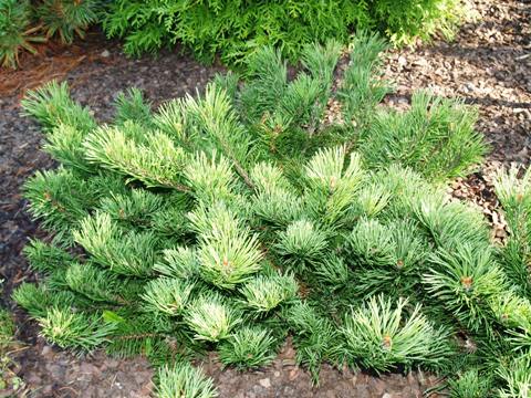 Pinus mugo 'Krauskopf'