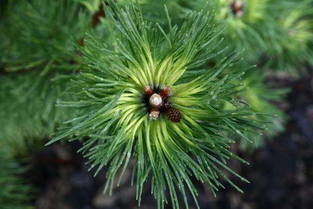 Pinus mugo 'Marand'