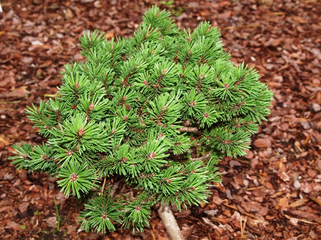 Pinus mugo 'Medvidek'