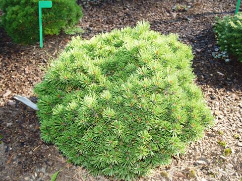 Pinus mugo 'Mini Mops'