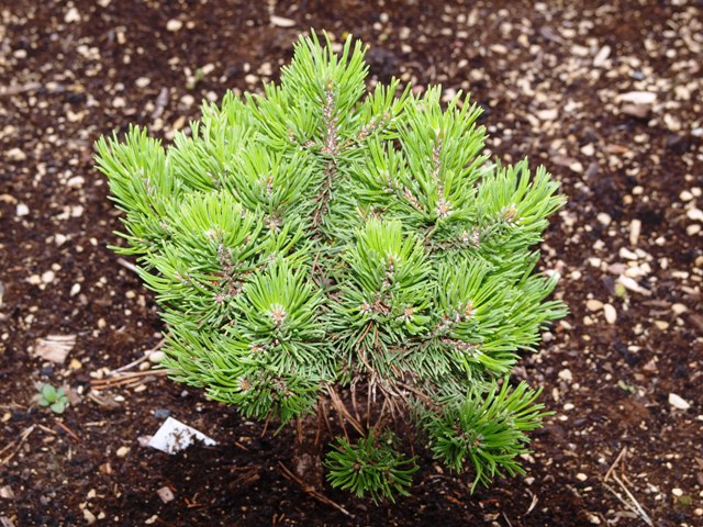 Pinus mugo 'Mops Blures'