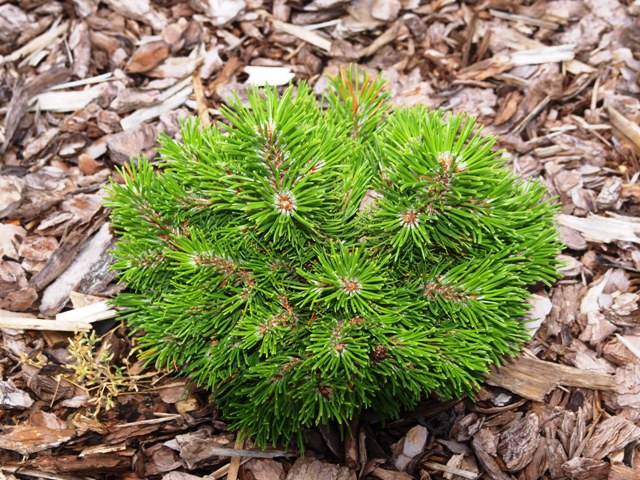 Pinus mugo 'Ofenpass'