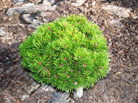 Pinus mugo 'Rondello'