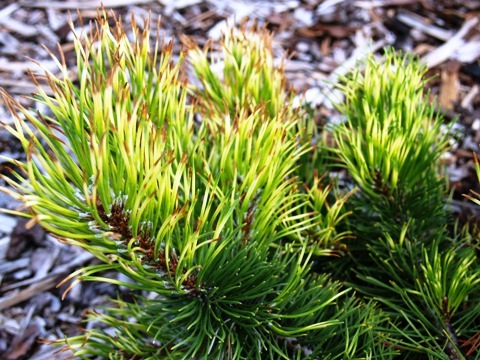Pinus mugo 'Rositech'