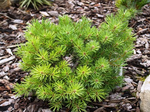 Pinus mugo 'Saxatilis'