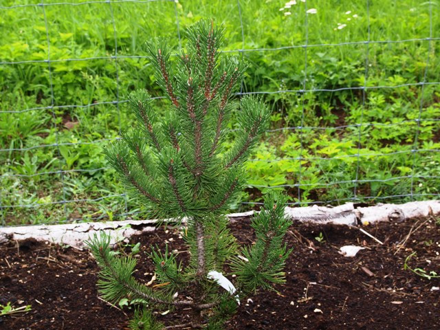 Pinus mugo 'Silvia'
