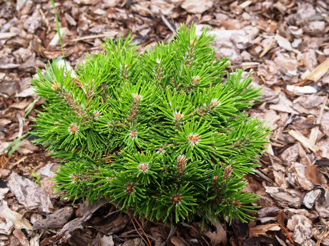Pinus mugo 'Tinnfield'