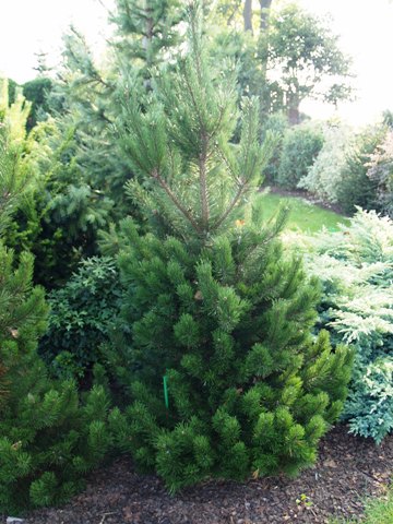 Pinus mugo 'Trompenburg'