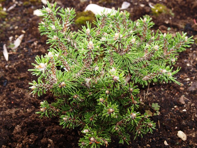 Pinus mugo 'White Tip'