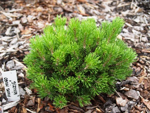 Pinus mugo 'Winzig'