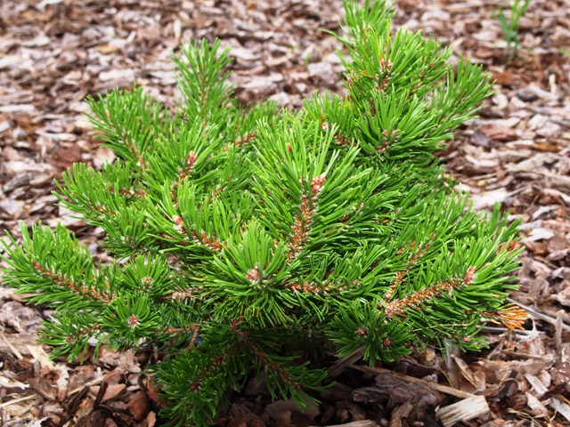 Pinus mugo 'Yaffle Hill'
