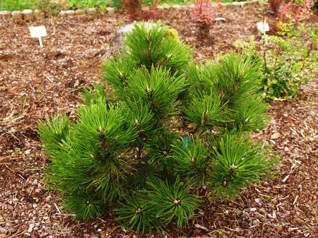 Pinus nigra 'Buda'