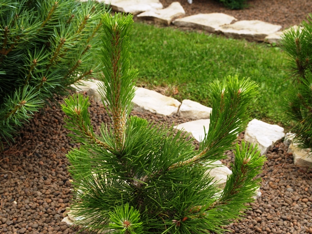 Pinus nigra 'Jeddeloh'