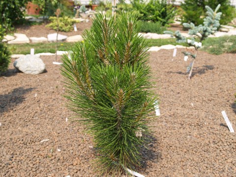 Pinus nigra 'Rondello'