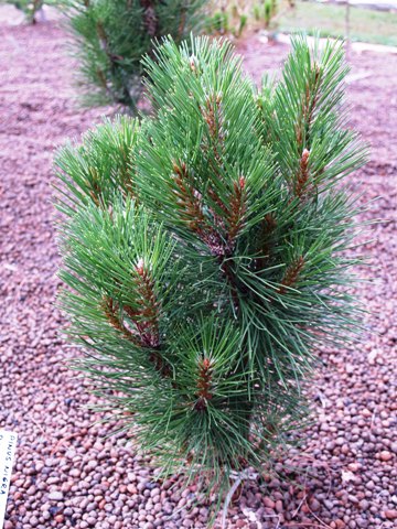 Pinus nigra 'Rondello'