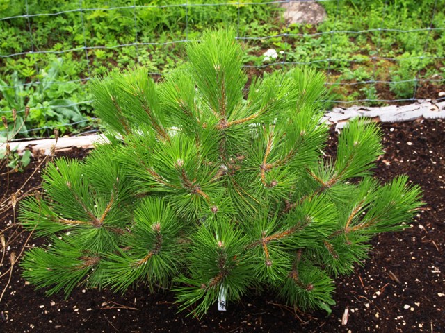 Pinus nigra 'Ruwer'